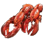 Lobster-Info