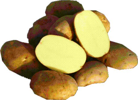 Kartoffelsorten Europas