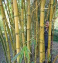 Bambus-Info