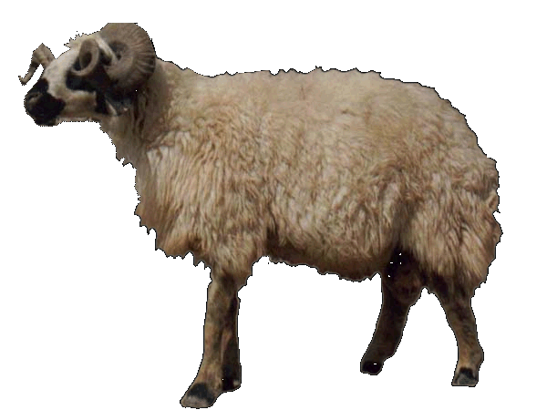 Schafe & Ziegen(Video)